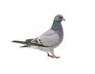 Pigeons